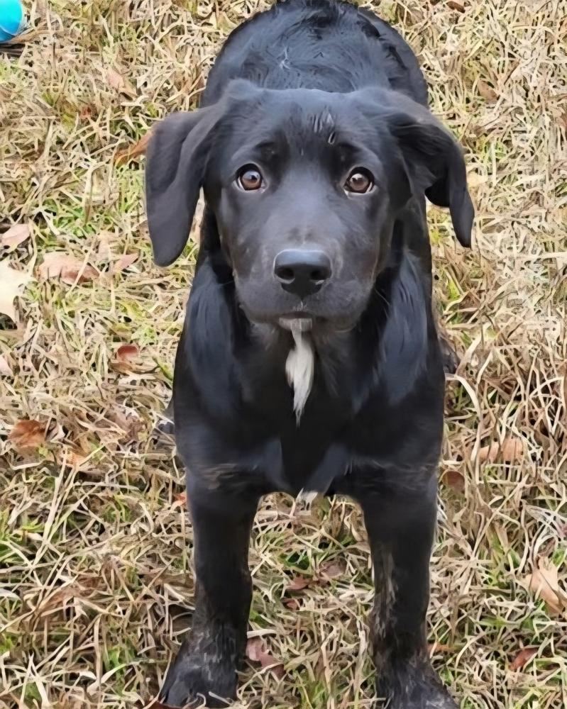 Carol, Adoptable, Puppy Female Mixed Breed.