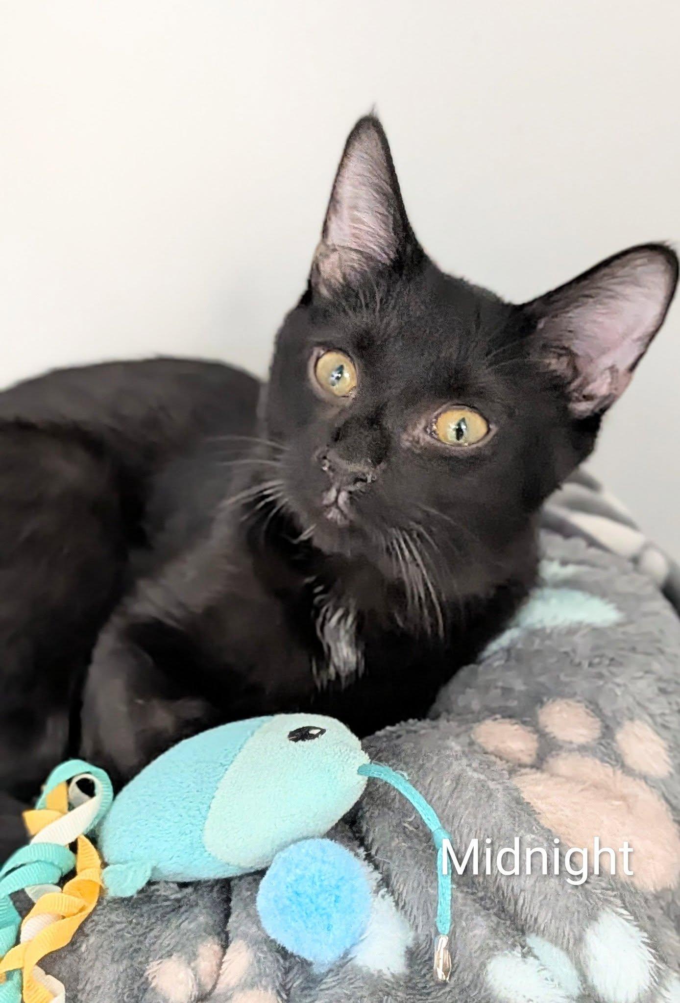 Midnight, adopted, Adult Male Domestic Short Hair.