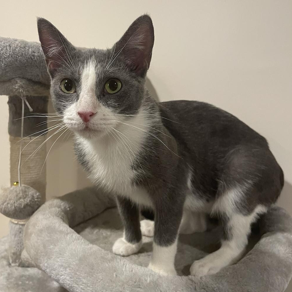 Enlarge Amaya also known as Natalie, a Adopted Domestic Short Hair in Philadelphia, PA image 1/4