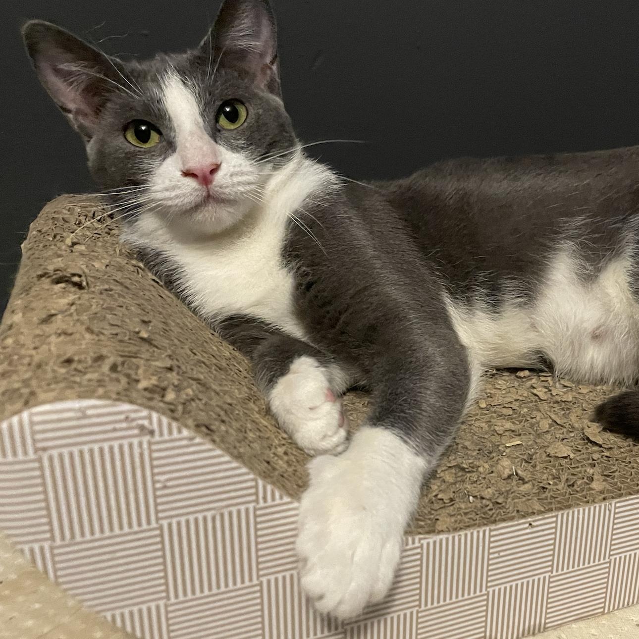 Enlarge Amaya also known as Natalie, a Adopted Domestic Short Hair in Philadelphia, PA image 2/4