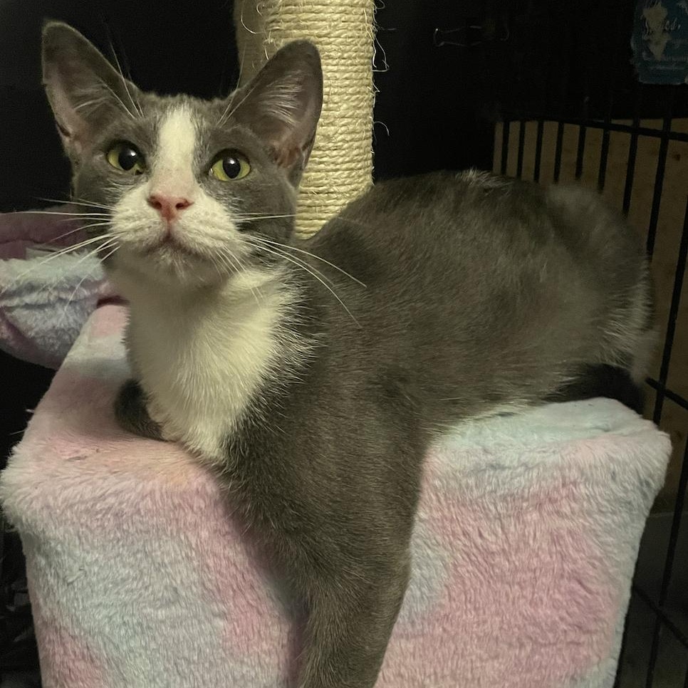 Enlarge Amaya also known as Natalie, a Adopted Domestic Short Hair in Philadelphia, PA image 3/4