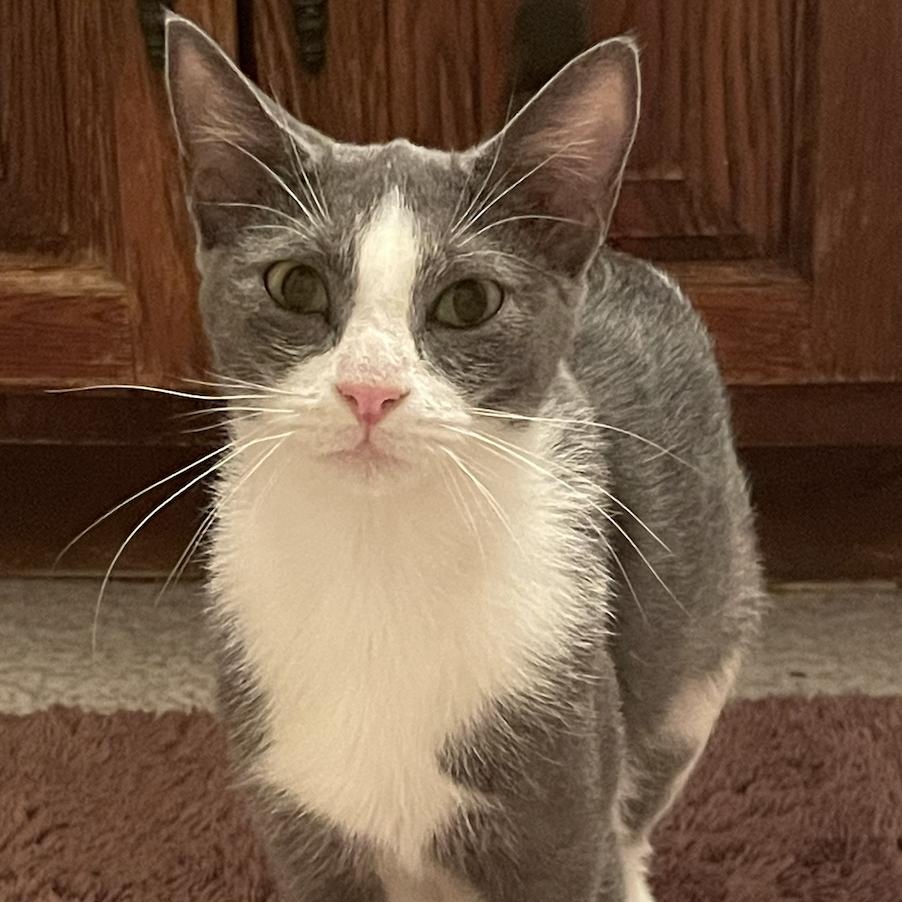 Enlarge Amaya also known as Natalie, a Adopted Domestic Short Hair in Philadelphia, PA image 4/4