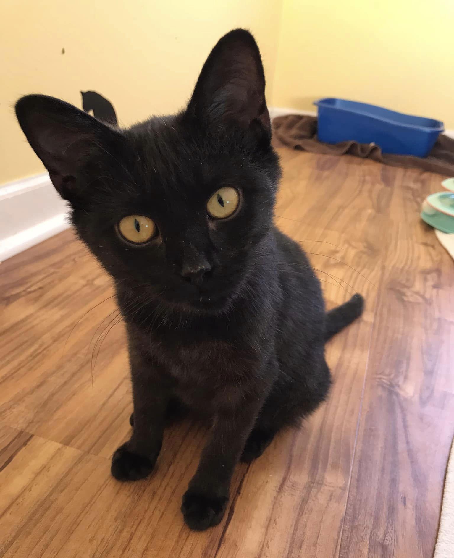 Kodama ♥, Adoptable, Young Male Domestic Short Hair.