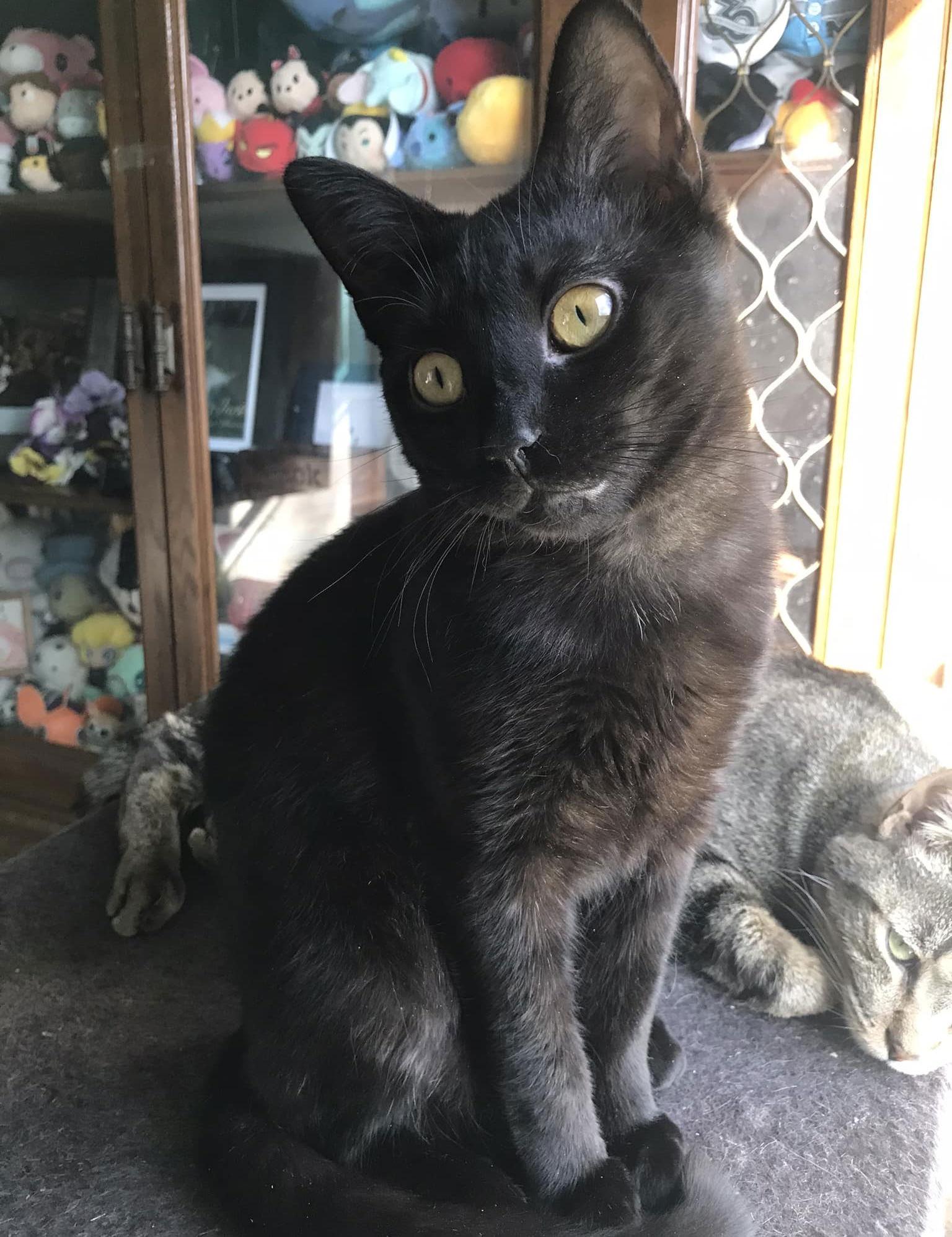 Kodama ♥, Adoptable, Young Male Domestic Short Hair.