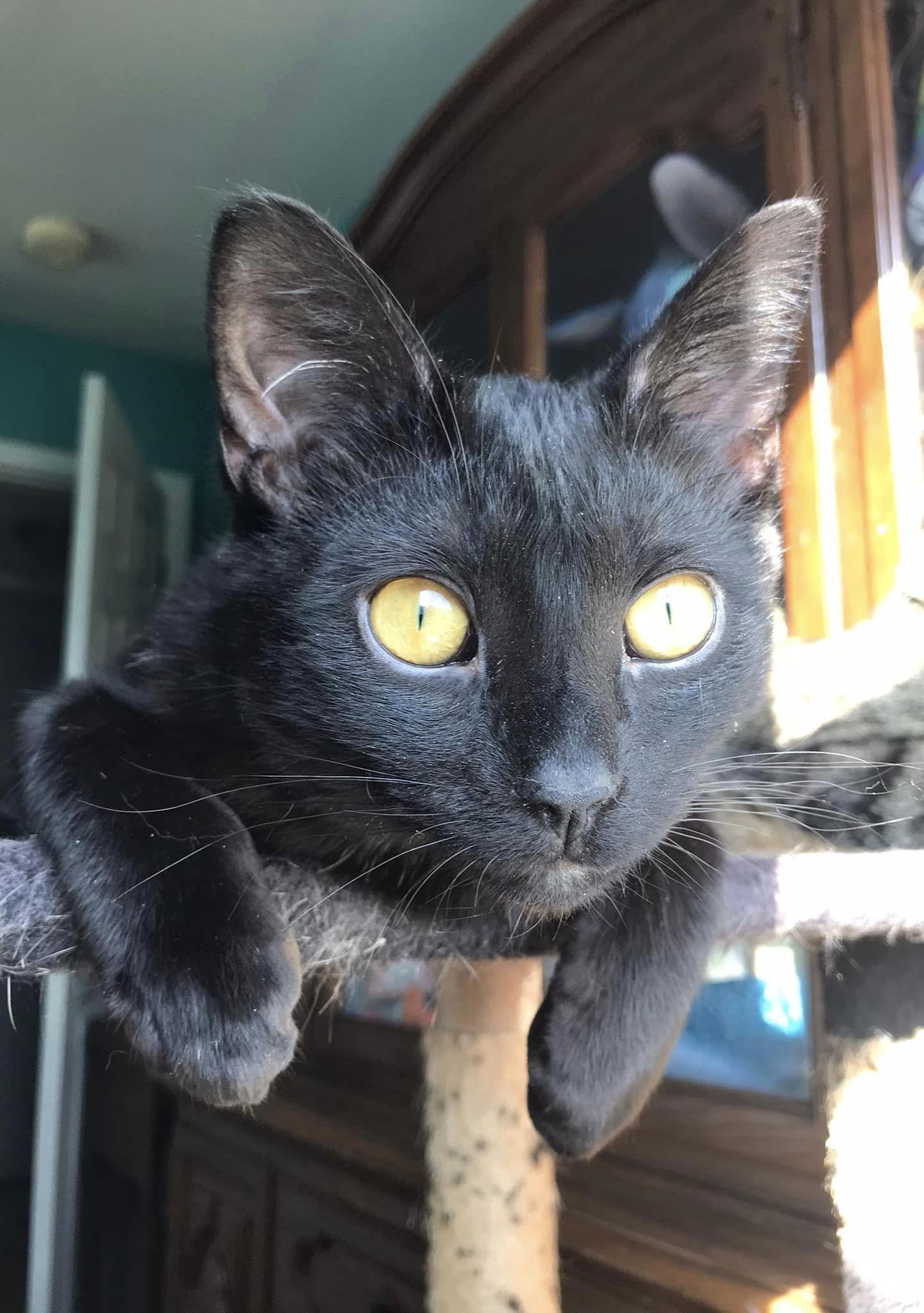 Kodama ♥, Adoptable, Young Male Domestic Short Hair.