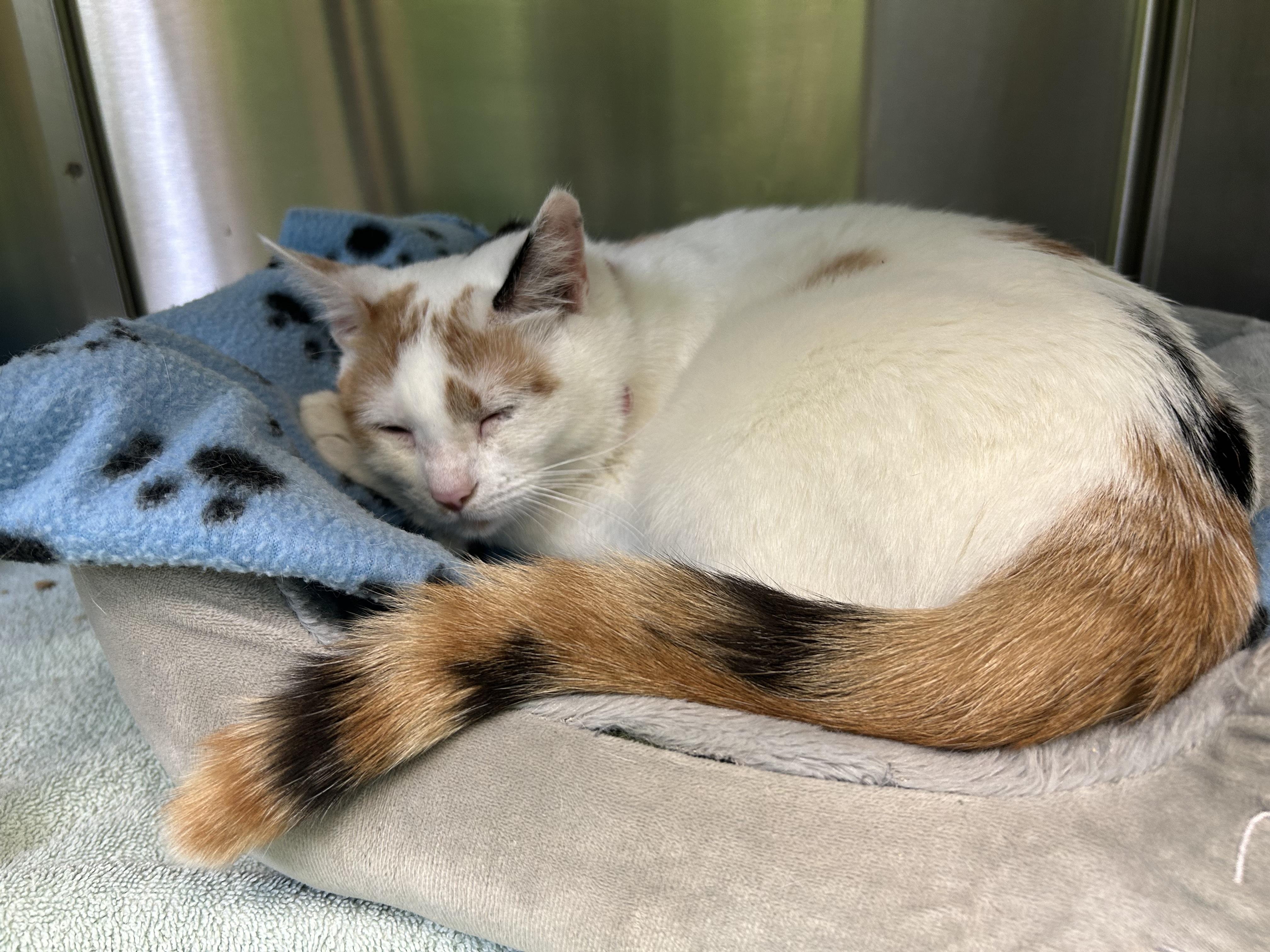 Cleopatra, Adoptable, Adult Female Domestic Short Hair.