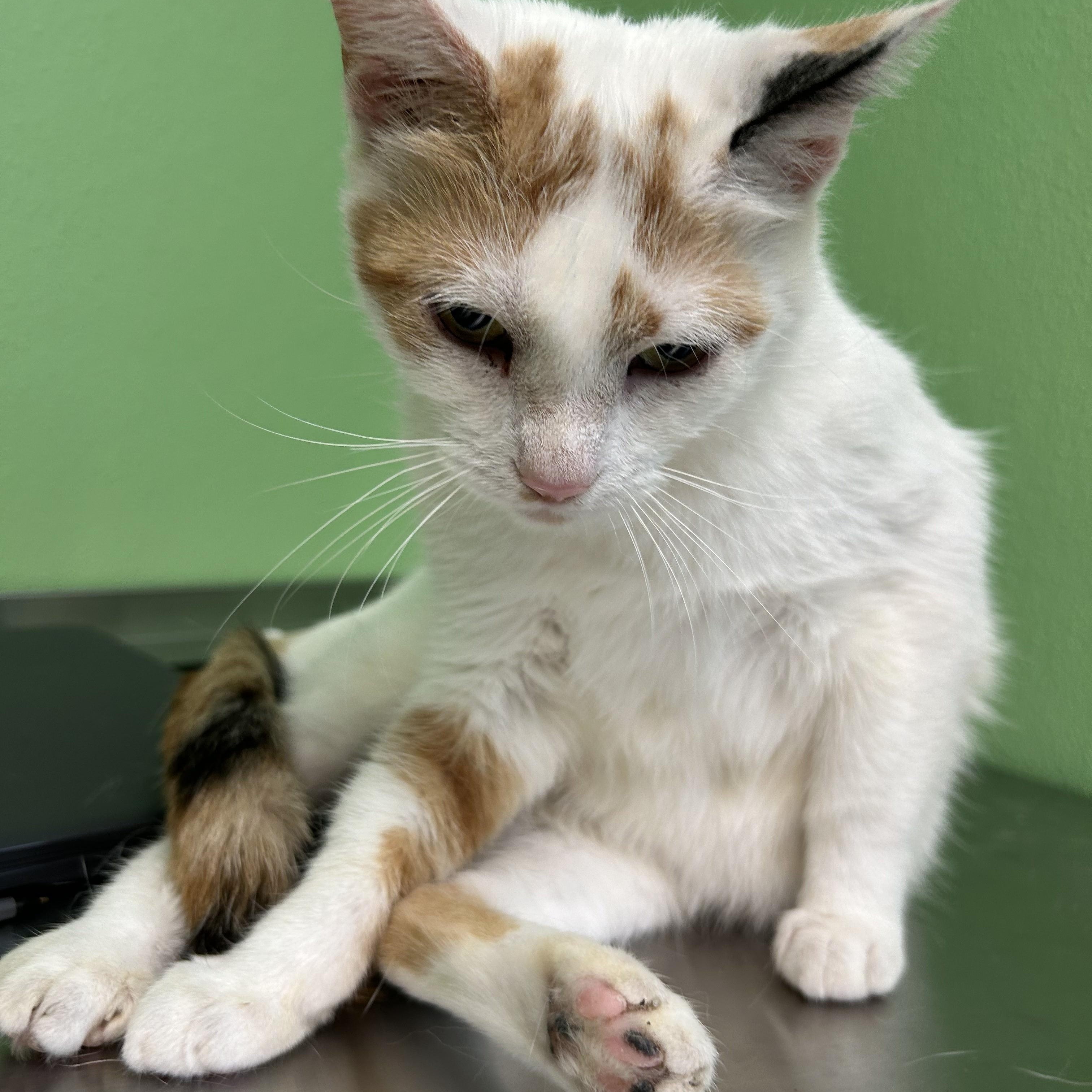 Enlarge Cleopatra, a Adoptable Domestic Short Hair in Greenbelt, MD image 3/6