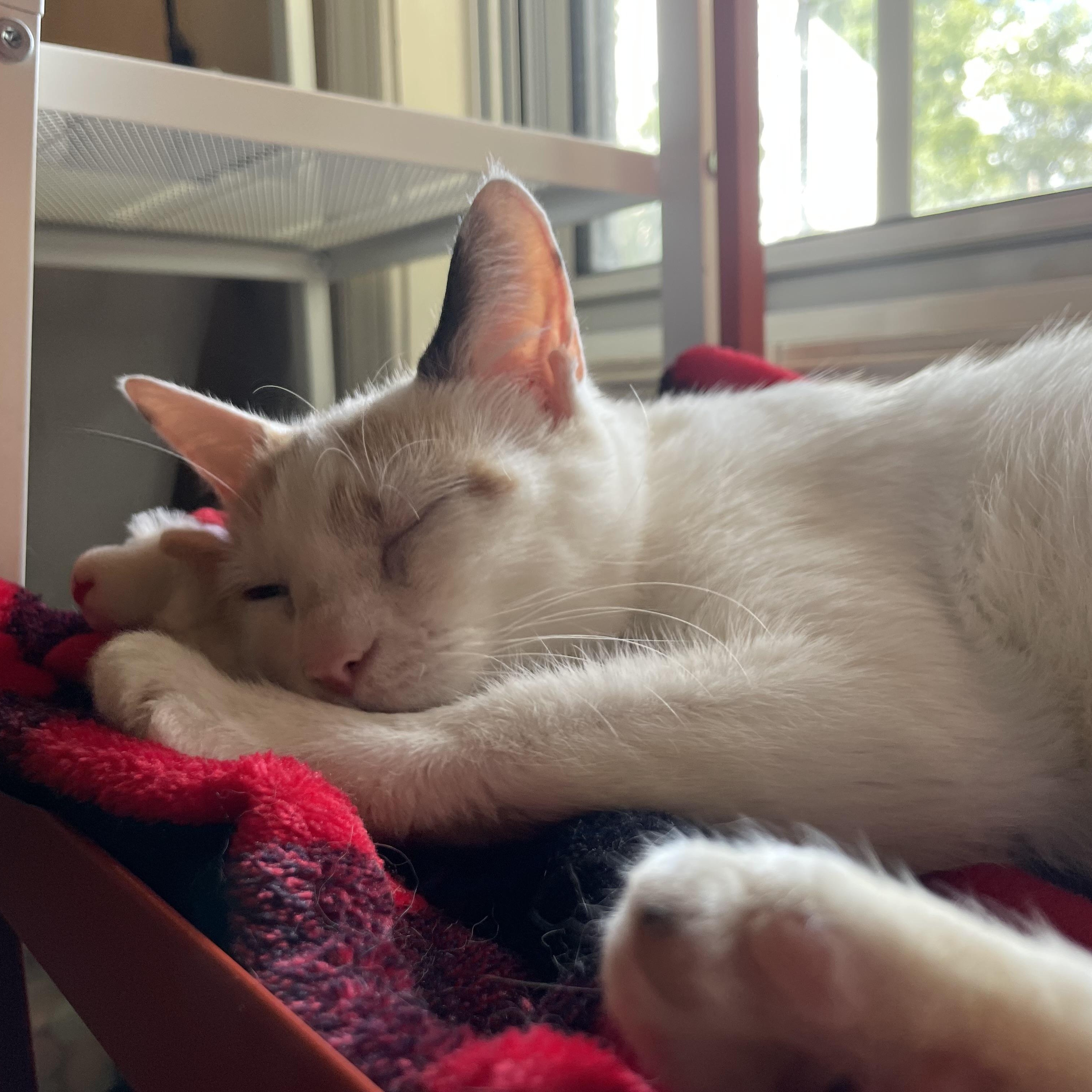 Enlarge Cleopatra, a Adoptable Domestic Short Hair in Greenbelt, MD image 2/6