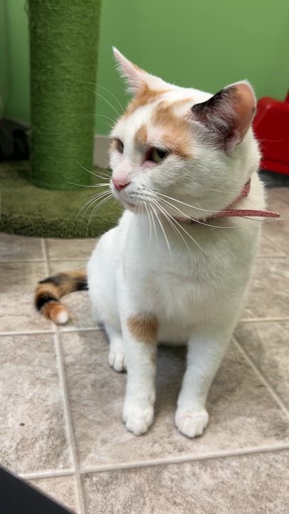 Enlarge Cleopatra, a Adoptable Domestic Short Hair in Greenbelt, MD video 6/6