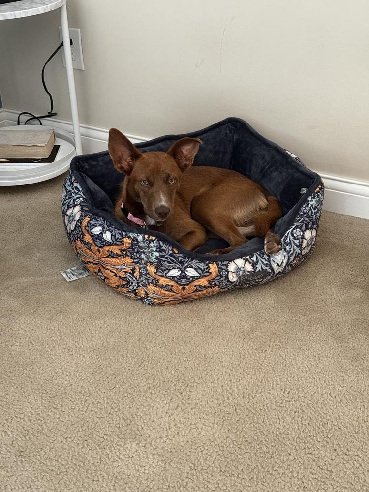 Julie, Adoptable, Young Female Mixed Breed.