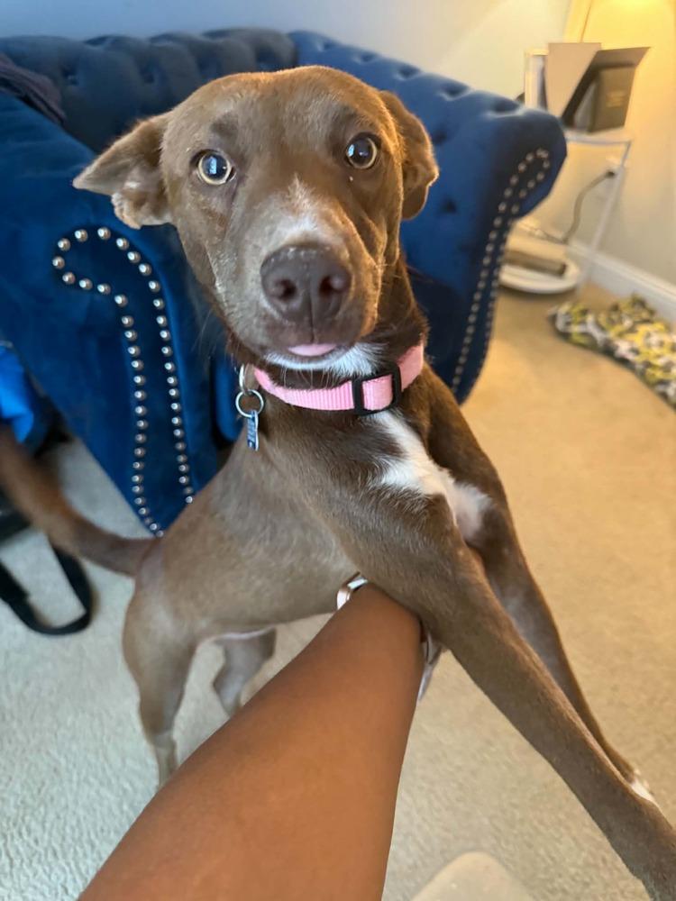 Julie, Adoptable, Young Female Mixed Breed.