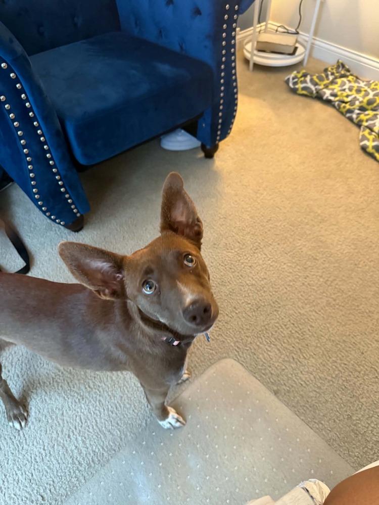 Enlarge Julie, a Adoptable mixed breed in New Albany, OH image 2/4