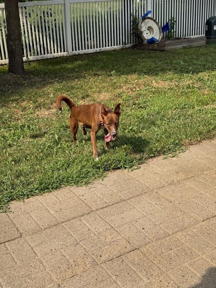 Enlarge Julie, a Adoptable mixed breed in New Albany, OH image 2/4