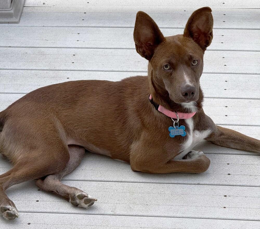 Enlarge Julie, a Adoptable mixed breed in New Albany, OH image 3/4