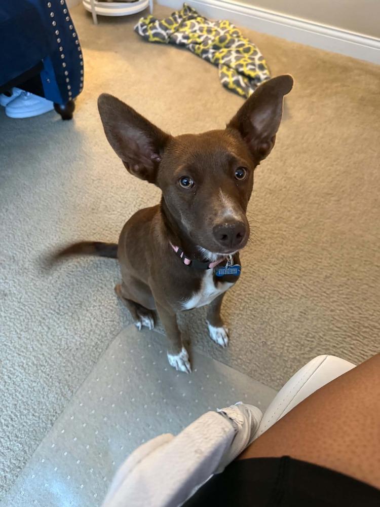 Enlarge Julie, a Adoptable mixed breed in New Albany, OH image 4/4