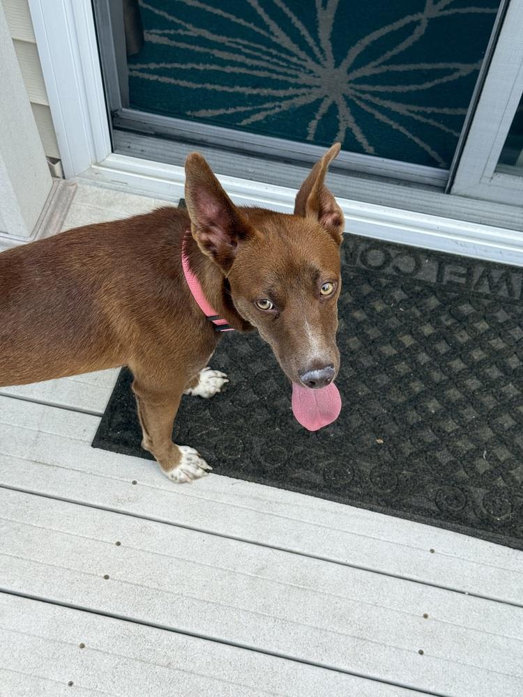 Enlarge Julie, a Adoptable mixed breed in New Albany, OH image 4/4