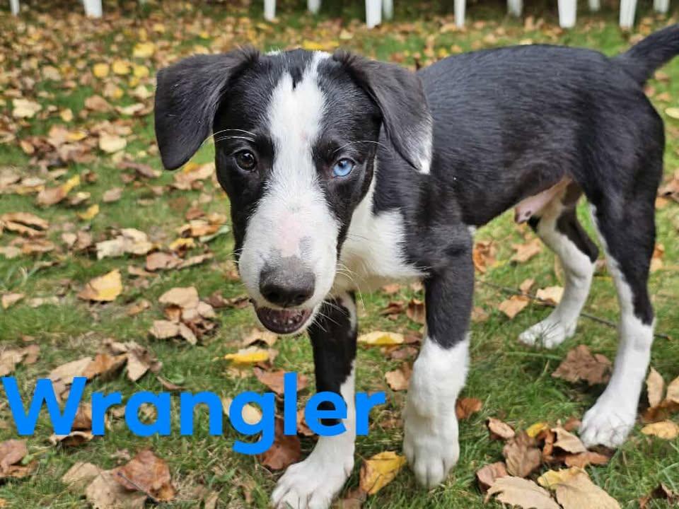Wrangler, Adoptable, Young Male Australian Cattle Dog / Blue Heeler.