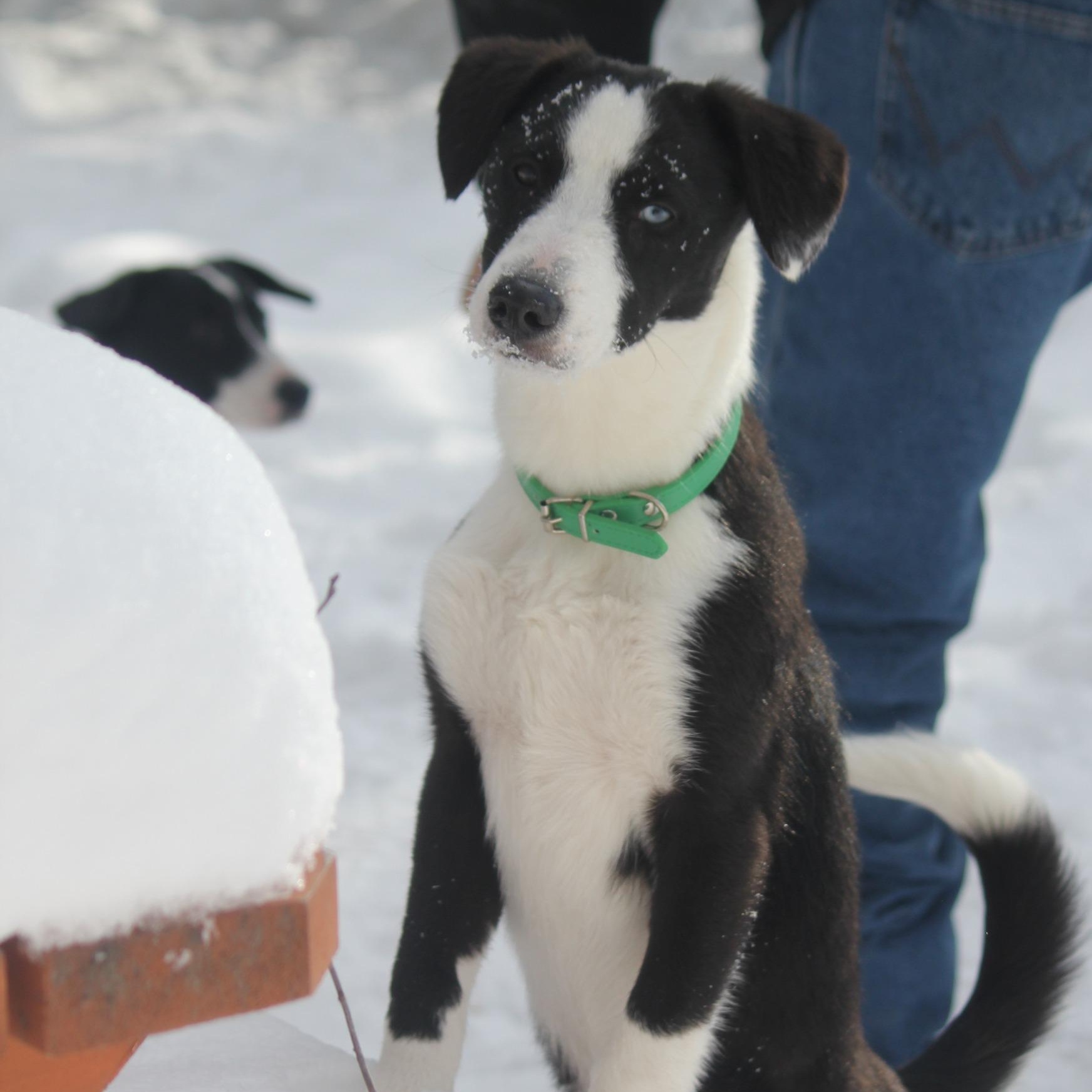 Enlarge Wrangler, a Adoptable mixed breed in Hayward, WI image 1/2