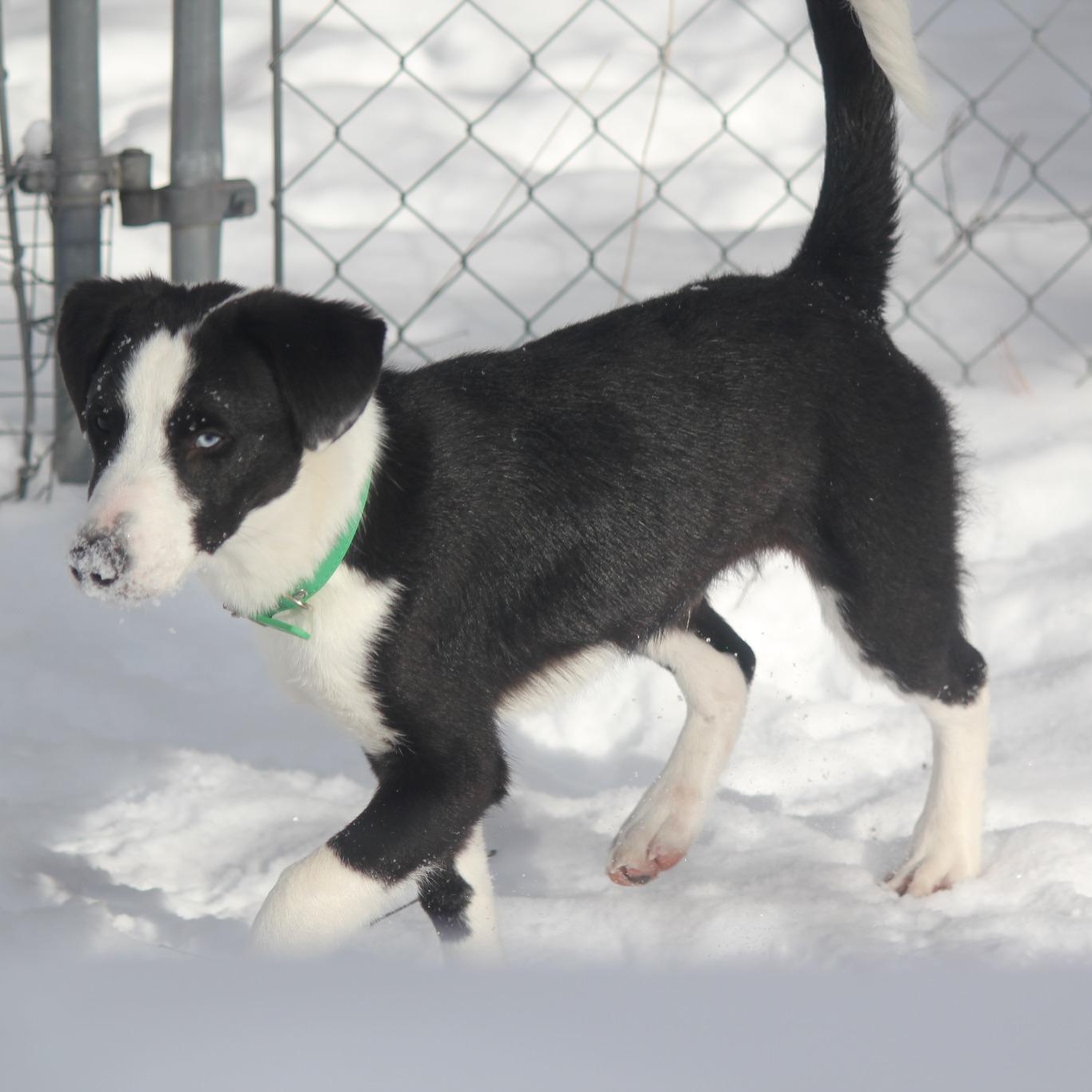 Enlarge Wrangler, a Adoptable mixed breed in Hayward, WI image 2/2
