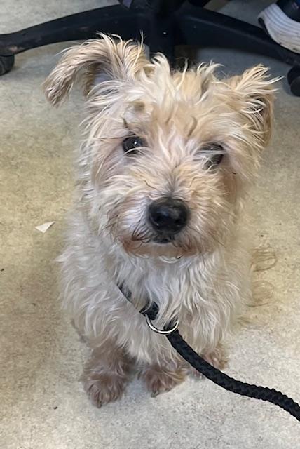 Enlarge Pancho, a Adoptable mixed breed in Memphis, TN image 1/4