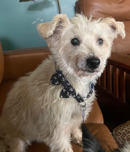 Enlarge Pancho, a Adoptable mixed breed in Memphis, TN image 2/4