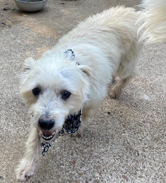 Enlarge Pancho, a Adoptable mixed breed in Memphis, TN image 3/4