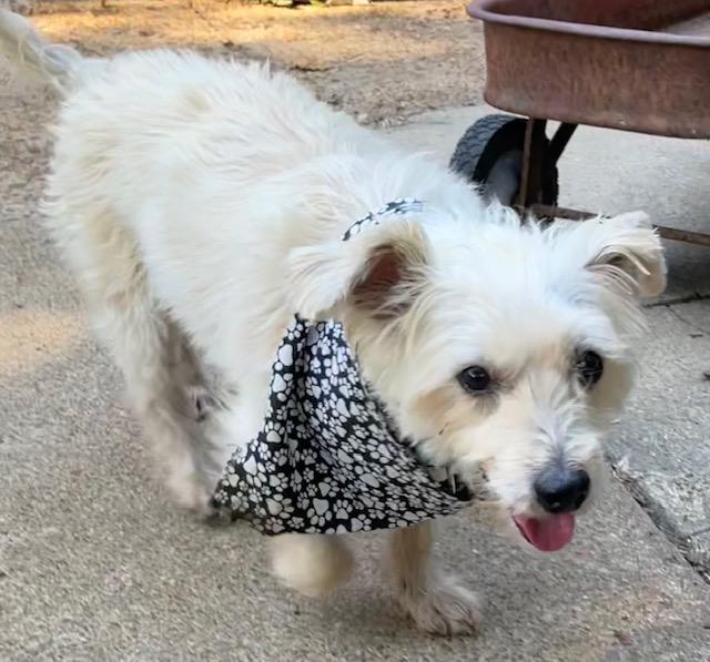 Enlarge Pancho, a Adoptable mixed breed in Memphis, TN image 4/4