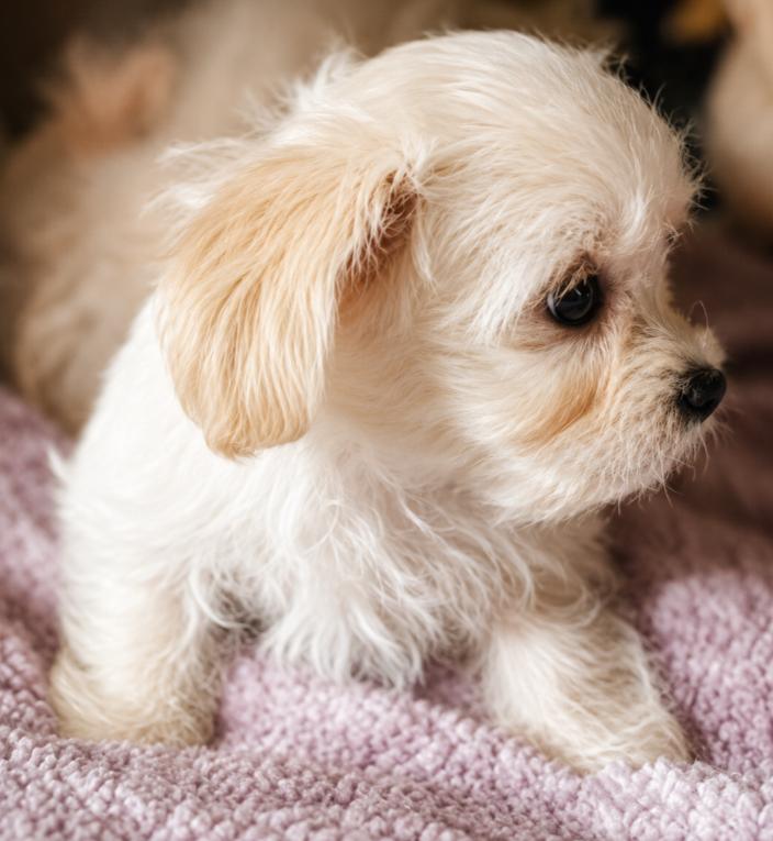 Enlarge Gizmo, an adopted Morkie in East Dundee , IL image 2/2