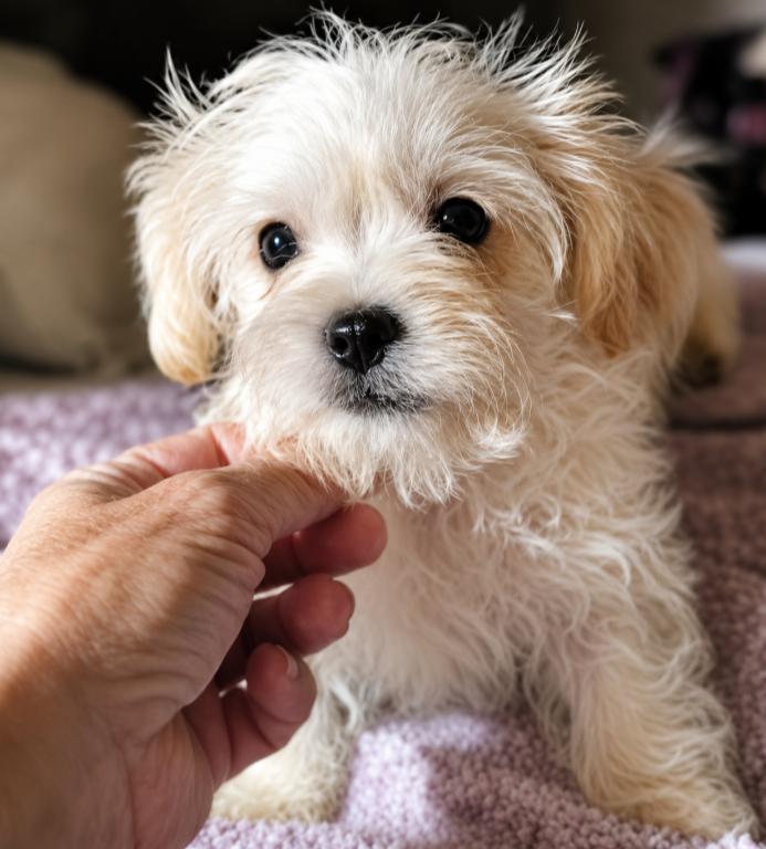 Gizmo, adopted, Puppy Male Morkie.