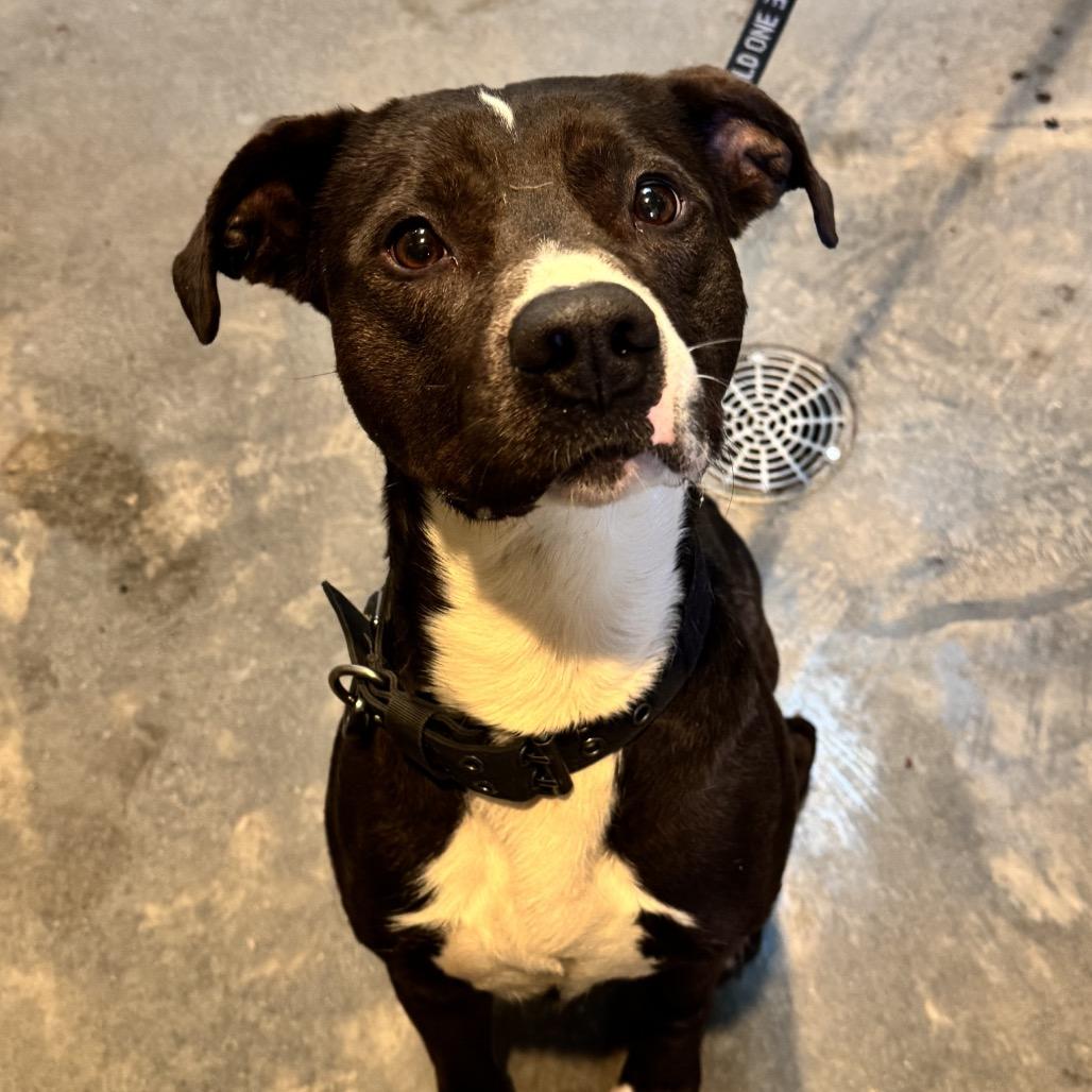 Negan, Adoptable, Adult Male Pit Bull Terrier.