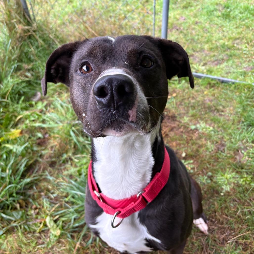 Enlarge Negan, a Adoptable Pit Bull Terrier in Port Angeles, WA image 2/2