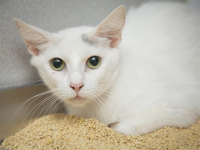 LUNA, Adoptable, Young Female Domestic Short Hair.