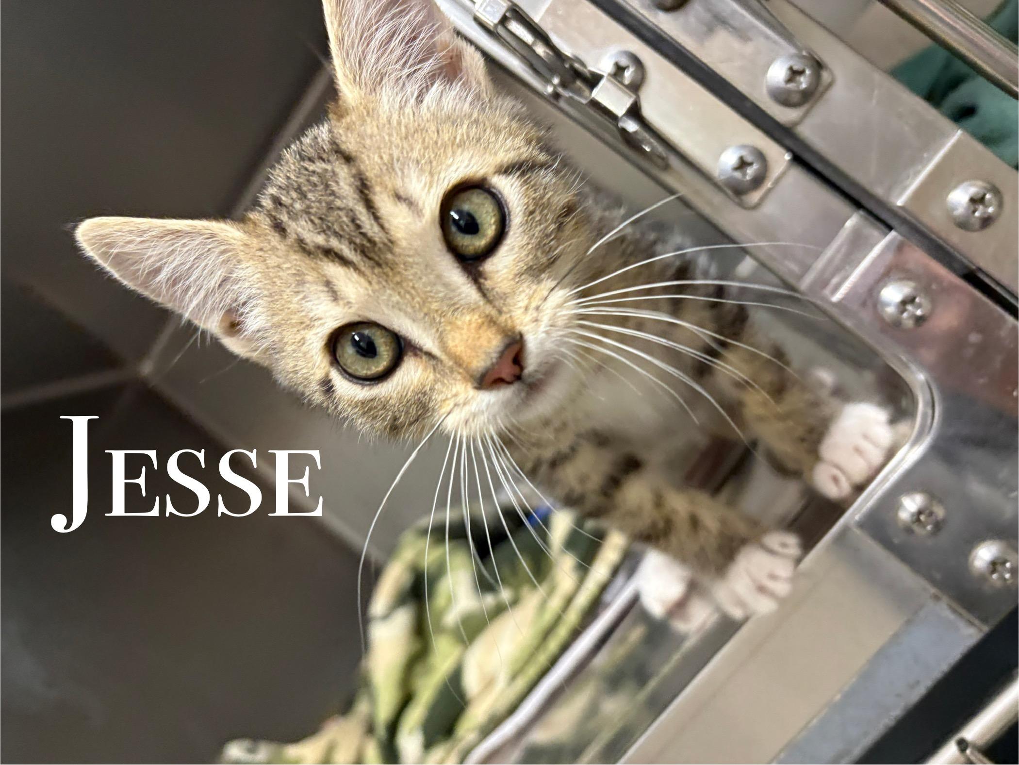 Jesse, an adoptable Domestic Short Hair in Craig, CO, 81625 | Photo Image 1