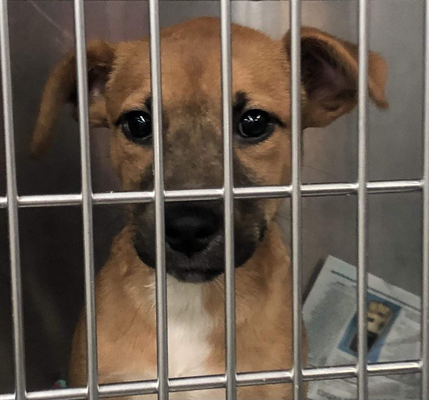 Patricia, Adoptable, Puppy Female Mixed Breed.