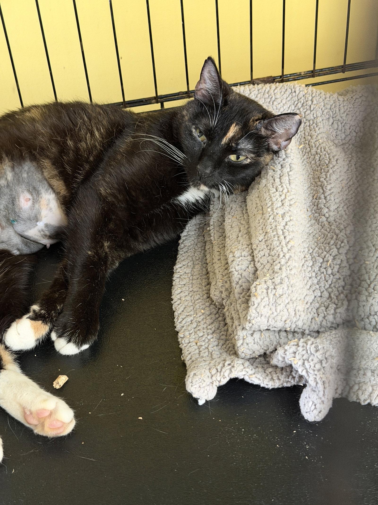 Enlarge Sabi, a Adopted Domestic Short Hair in Broomall, PA image 2/3