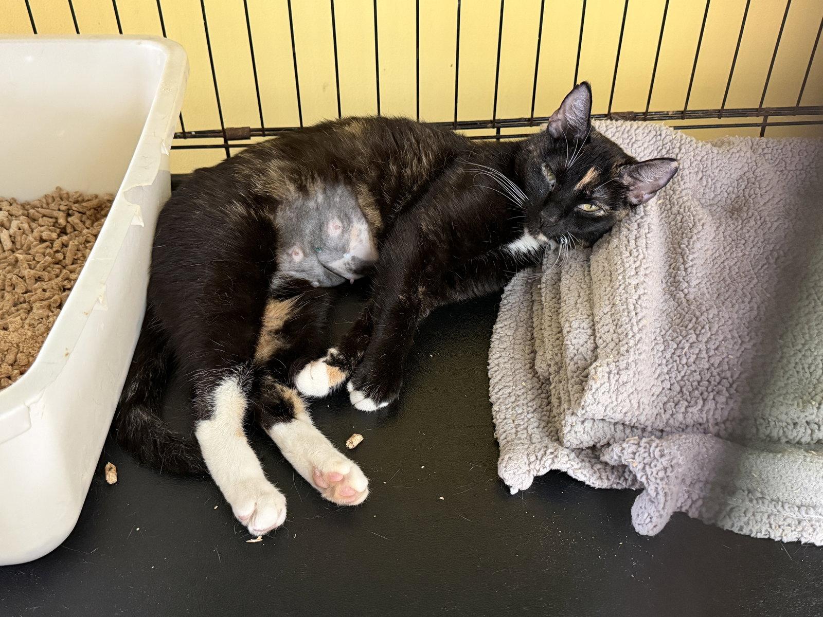 Enlarge Sabi, a Adopted Domestic Short Hair in Broomall, PA image 3/3