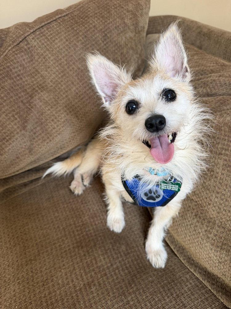 Maddox, Adoptable, Adult Male Cairn Terrier.