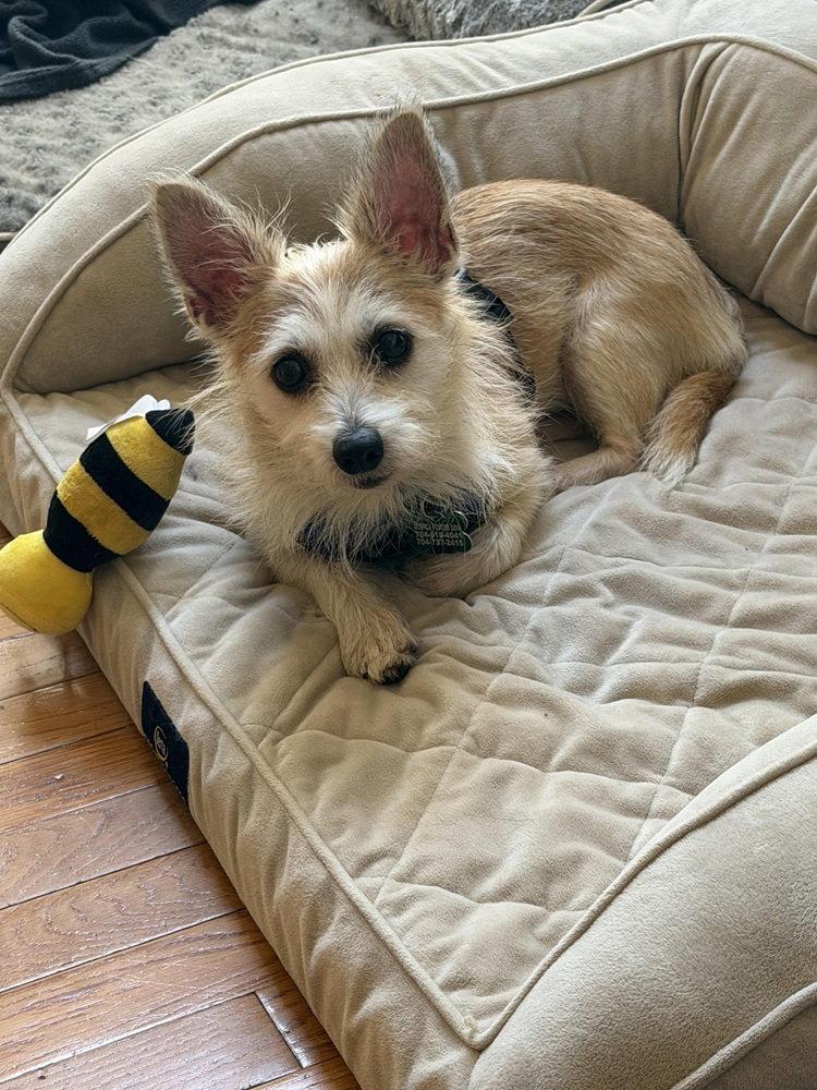 Enlarge Maddox, a Adoptable Cairn Terrier in Charlotte, NC image 2/3
