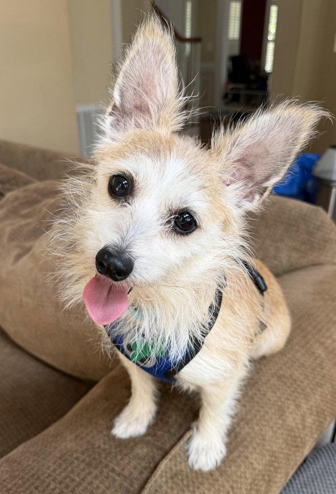 Enlarge Maddox, a Adoptable Cairn Terrier in Charlotte, NC image 3/3