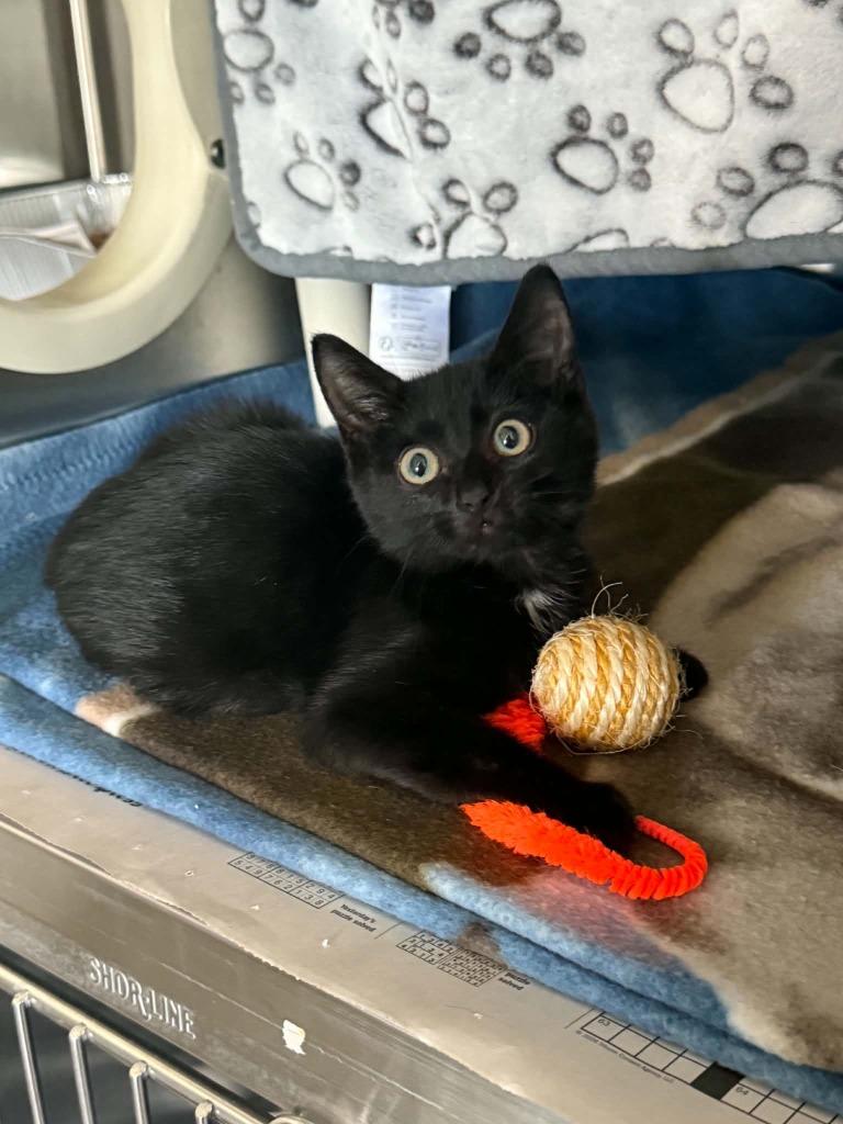 Holly Hobbie, Adoptable, Kitten Female Domestic Short Hair.