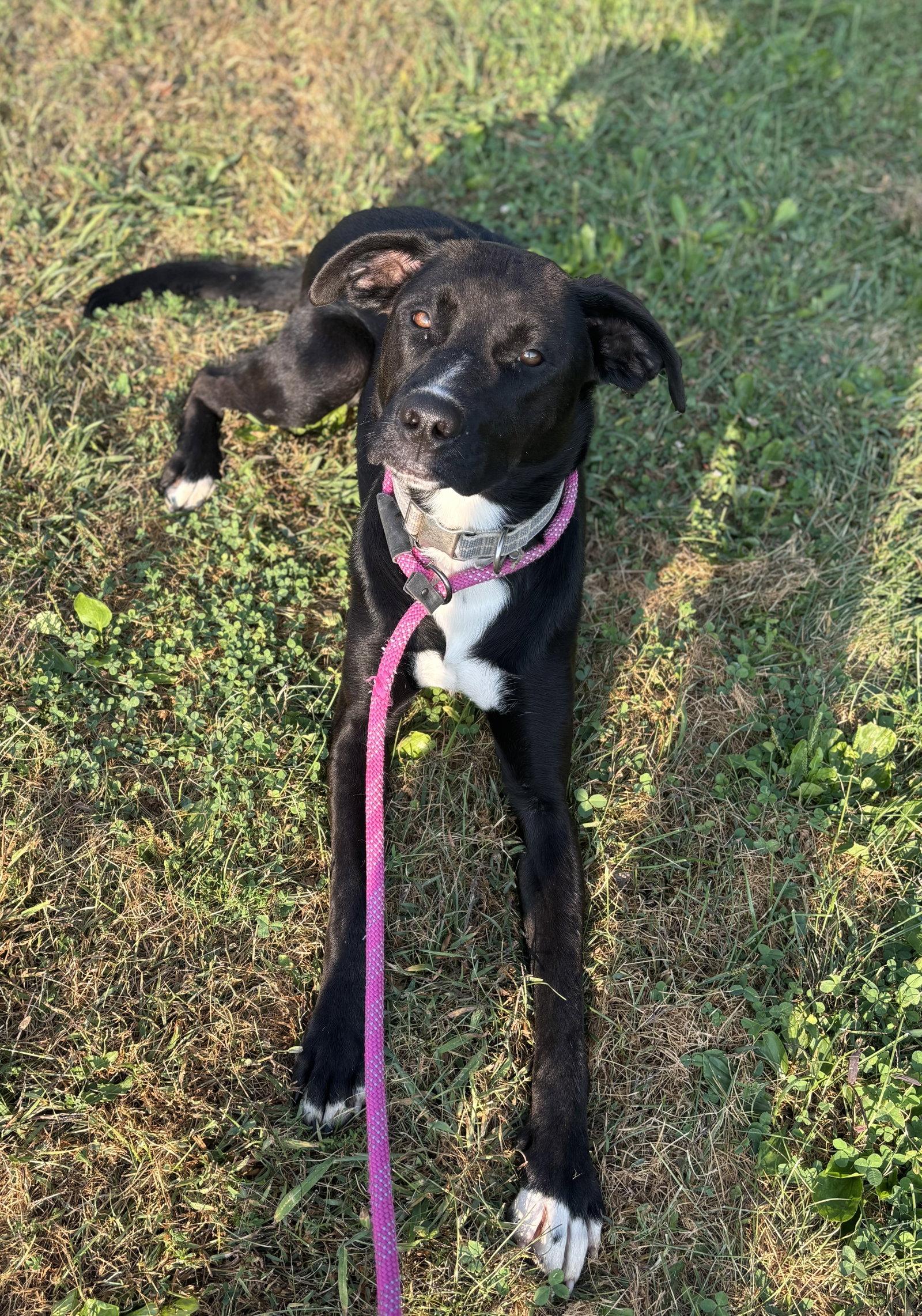 Enlarge Sully, a Adoptable Labrador Retriever in Williamsburg, IA image 2/2