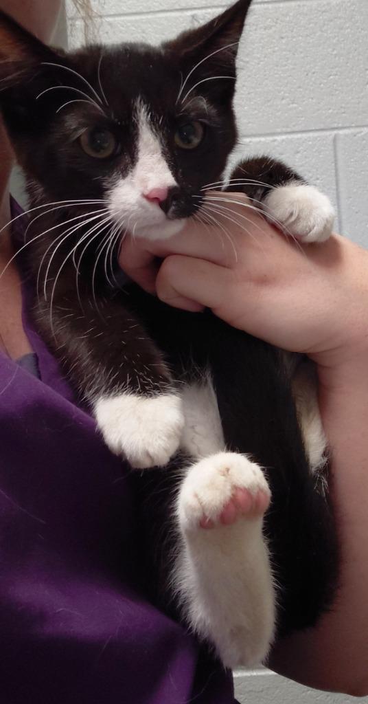 Checkers, Adoptable, Kitten Male Domestic Short Hair.