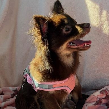 Fanny, an adopted Chihuahua in Boca Raton, FL image 2/3