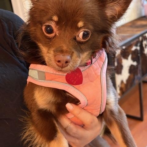 Fanny, an adopted Chihuahua in Boca Raton, FL image 3/3