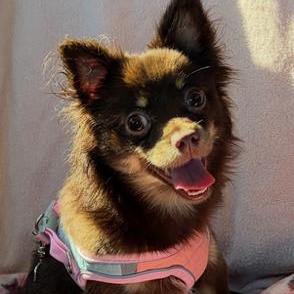 Fanny, adopted, Young Female Chihuahua.