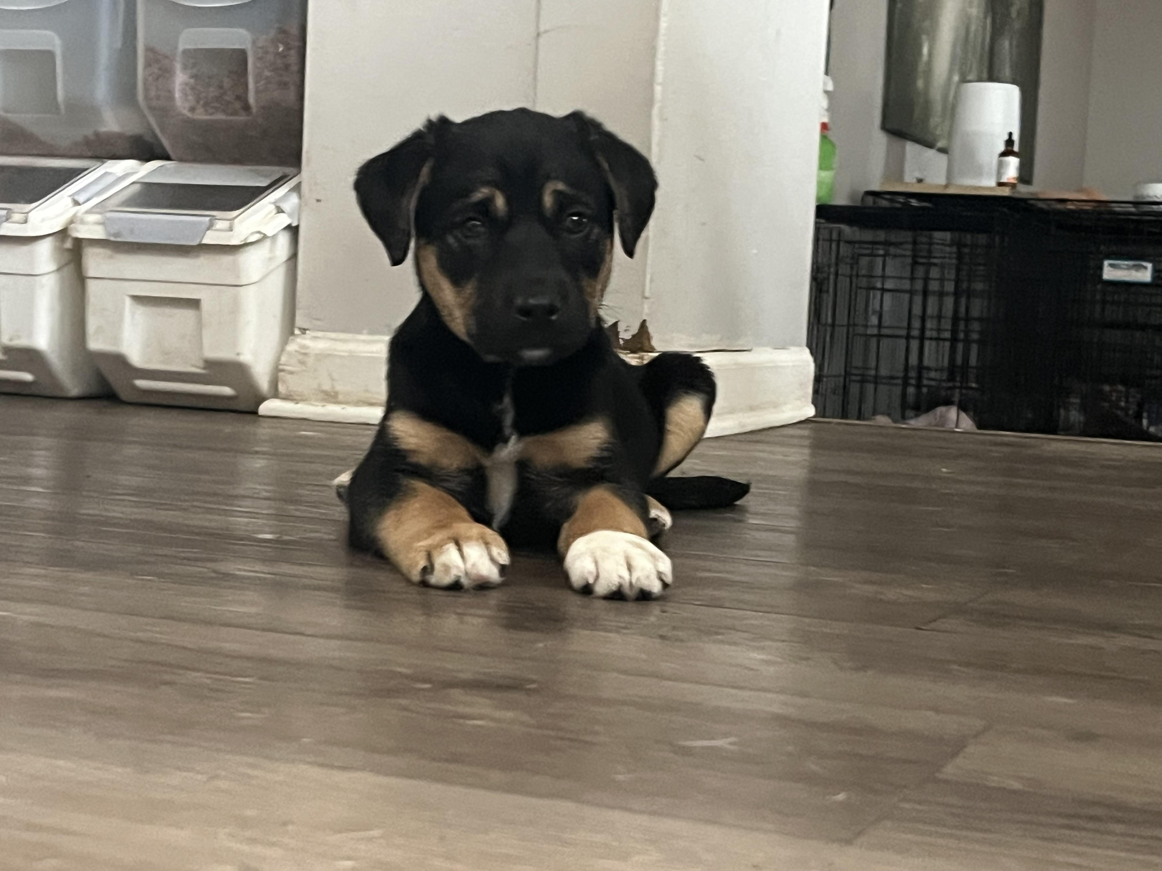 Enlarge Latte, a ADOPTABLE mixed breed in Byron, IL image 4/5