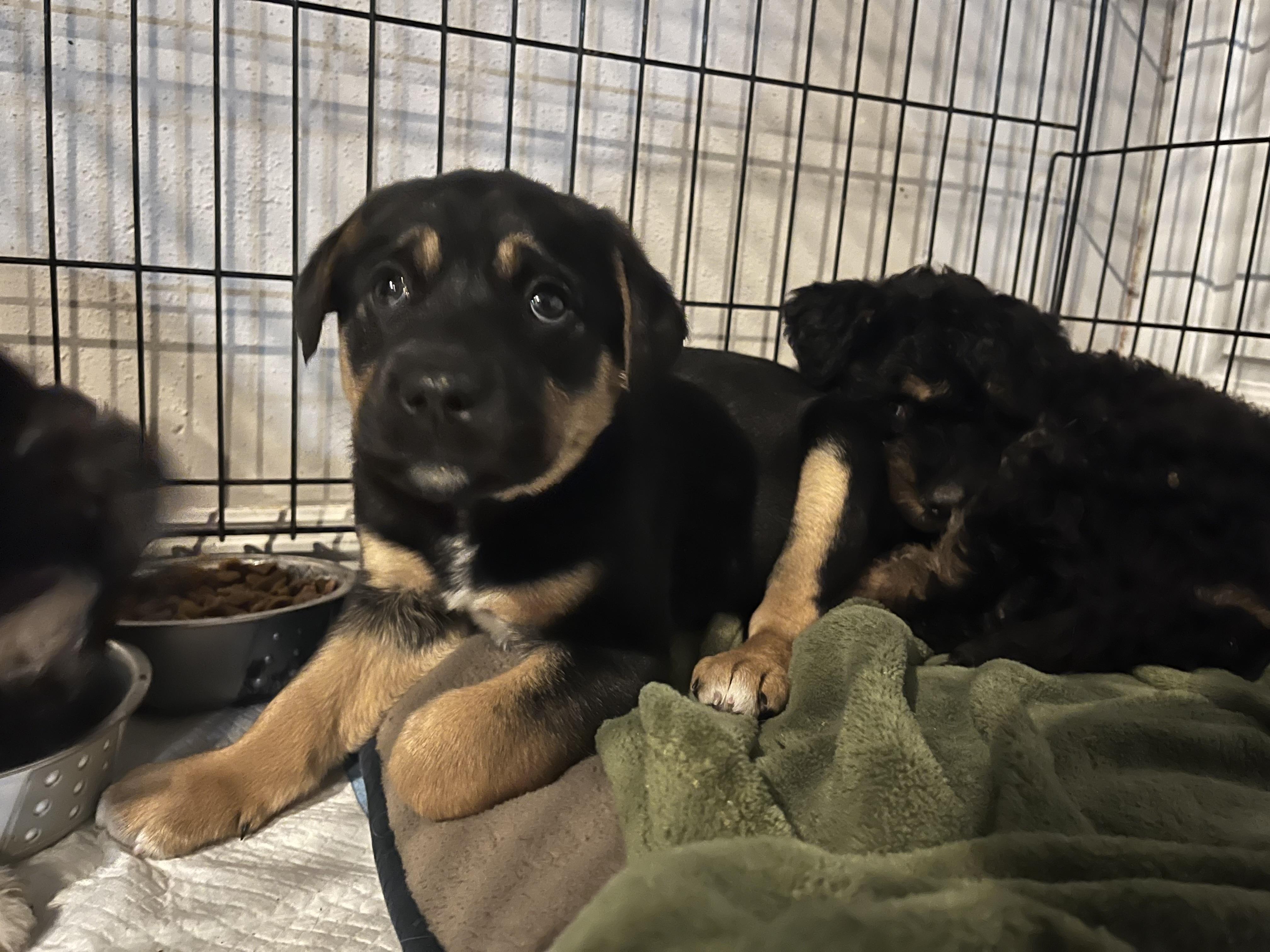 Enlarge Latte, a ADOPTABLE mixed breed in Byron, IL image 2/5
