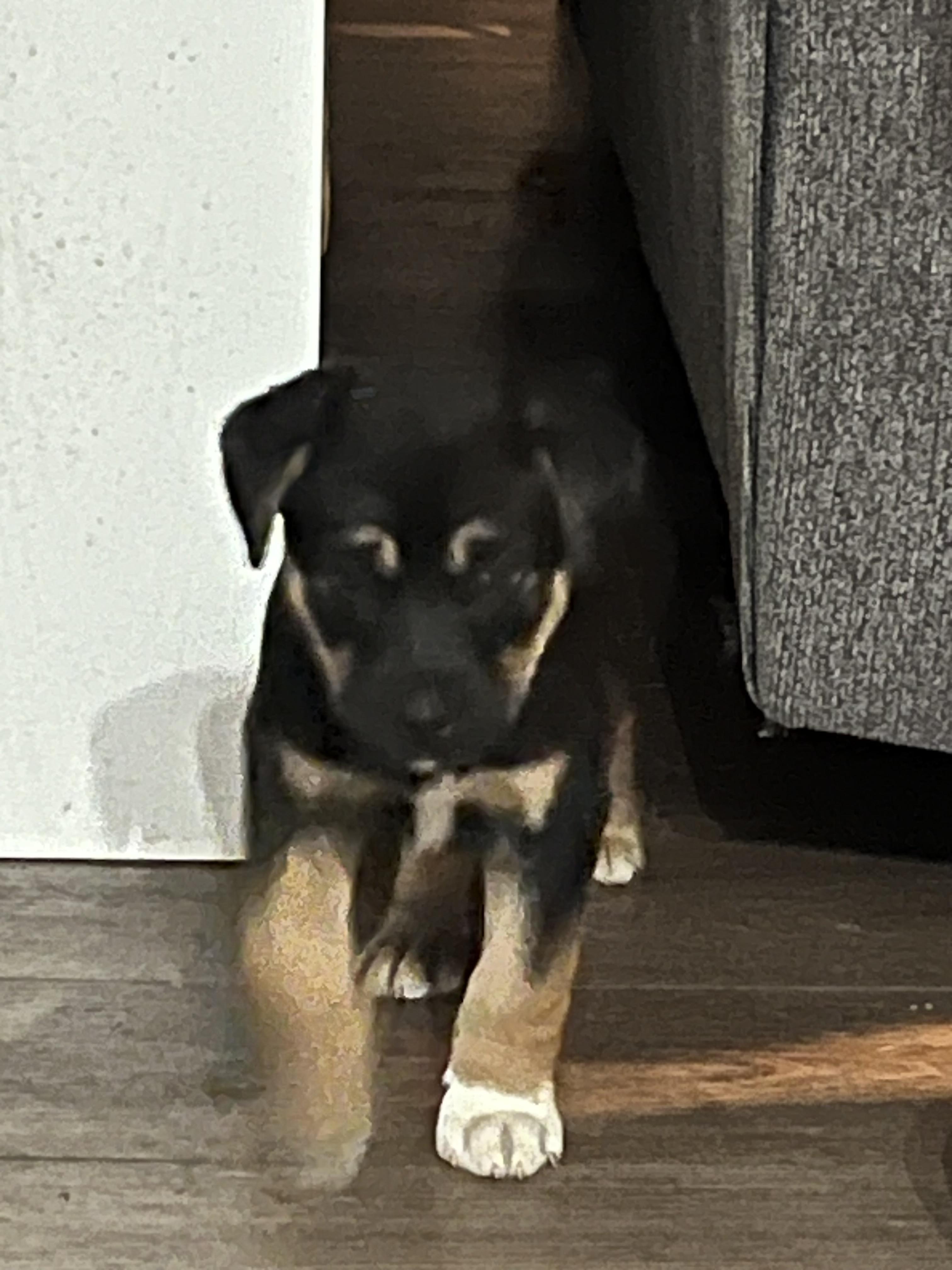 Latte, ADOPTABLE, Young Female Shepherd.