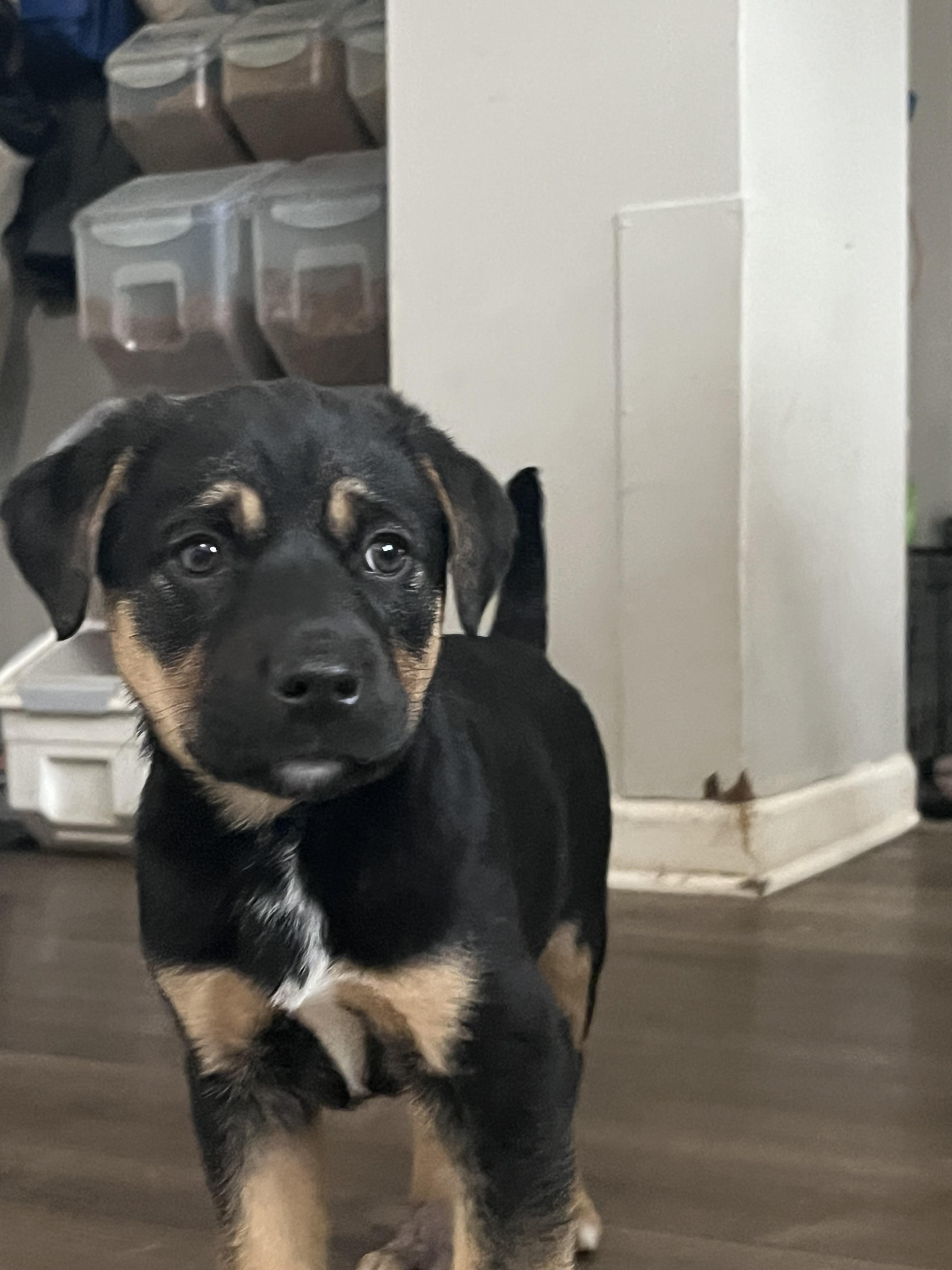 Enlarge Latte, a ADOPTABLE mixed breed in Byron, IL image 5/5