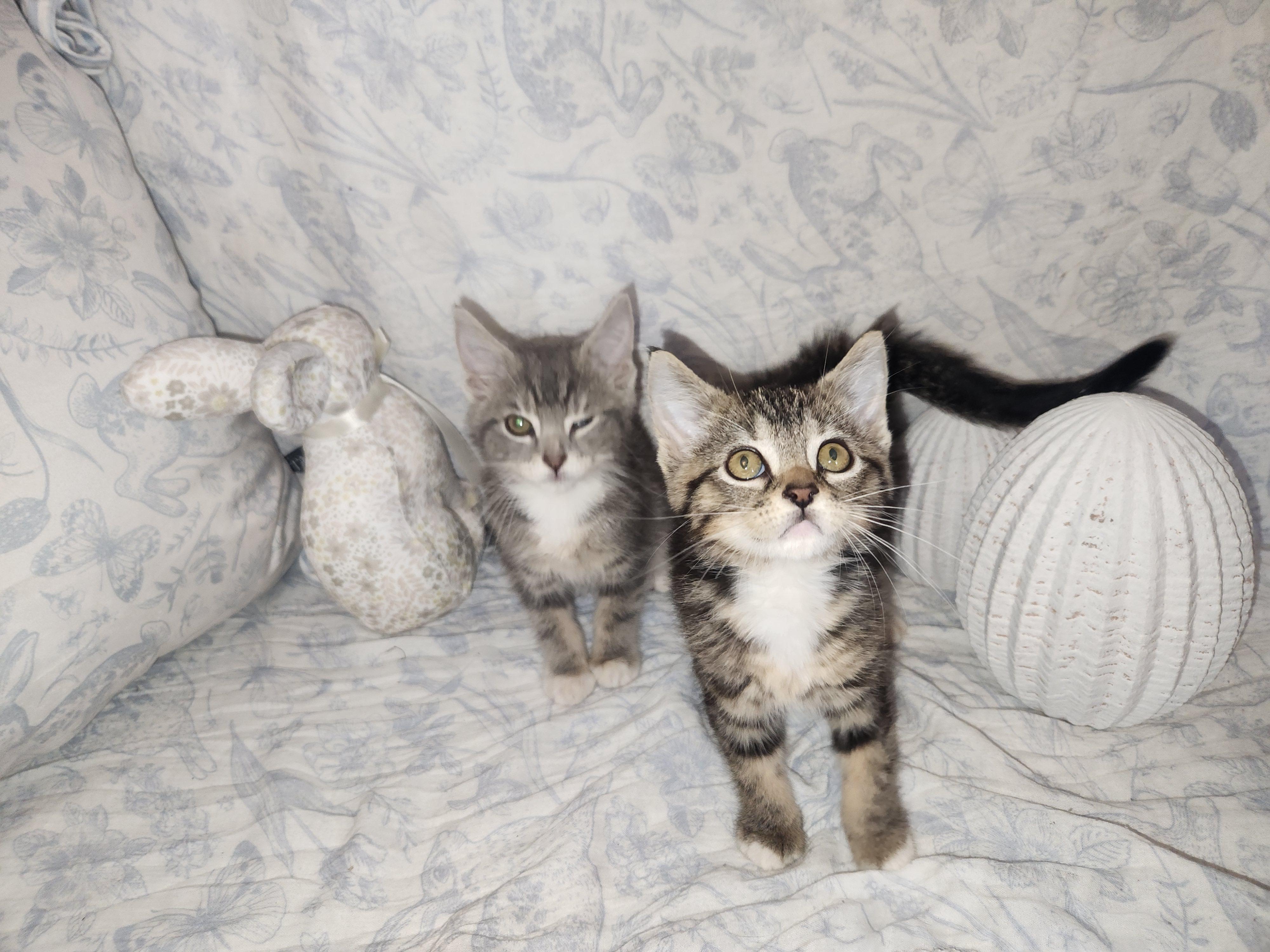 Chicken, Adopted, Young Female Domestic Medium Hair.